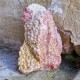 Rhodochrosite -1 face polie